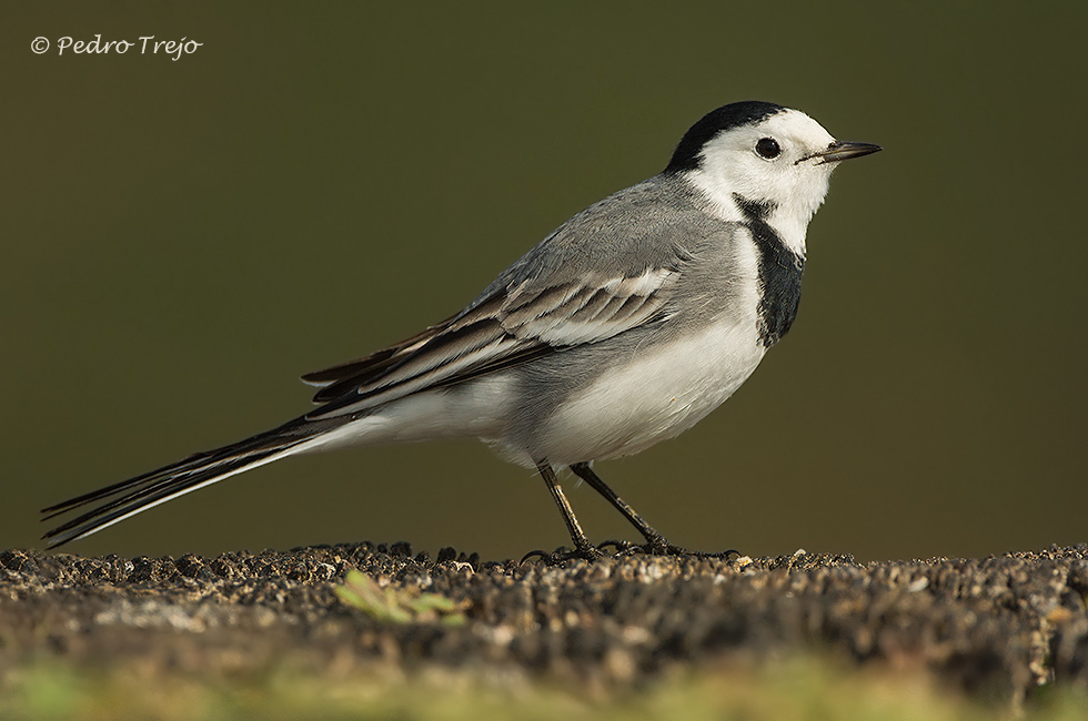 Lavandera blanca (Motacilla alba)